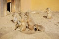 Coterie - group of black-tailed prairie dogs. Cynomys ludovicianus