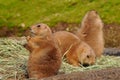 Coterie of prairie dogs Royalty Free Stock Photo