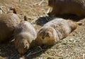 A Coterie of Prairie Dogs Royalty Free Stock Photo