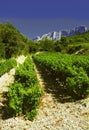 Cotes du rhone vineyards dentelles de montmarail vaucluse Royalty Free Stock Photo