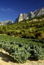 Cotes du rhone vineyards dentelles de montmarail vaucluse proven Royalty Free Stock Photo