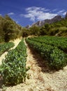 Cotes du rhone vineyards dentelles de montmarail vaucluse proven Royalty Free Stock Photo