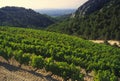 Cotes du rhone vineyards dentelles de montmarail vaucluse proven Royalty Free Stock Photo