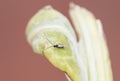 Cotesia species Braconidae parasitic wasp on caterpillar of Pieris tiny insect silk cocoons with devoured caterpillar