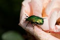 Cotinis nitida, commonly known as the green June beetle on rose
