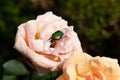 Cotinis nitida, commonly known as the green June beetle on rose
