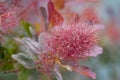 Cotinus coggygria Royalty Free Stock Photo