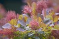 Cotinus coggygria