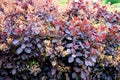 Cotinus coggygria amazingly hairy expected in bloom from June to the United. The Royal Purple cultivar has beautiful, burgundy