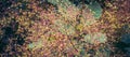 Cotinus coggygria bright blossom bush concept photo. Close up bright blossom bush with raindrops photography Royalty Free Stock Photo