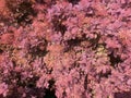 Cotinus coggygria, Rhus cotinus, the European smoketree is a species of flowering plant in the family Anacardiaceae, native to