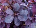 Cotinus Coggygria Royal Purple with Raindrops in garden Royalty Free Stock Photo