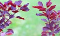 Cotinus Coggygria Royal Purple Smoke bush