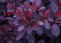 Cotinus Coggygria Royal Purple, smoke bush with Raindrops in summer garden Royalty Free Stock Photo