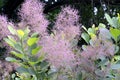 Cotinus coggygria Royalty Free Stock Photo