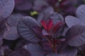 Cotinus coggygria smoketree Royal purple