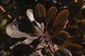 Cotinus Coggygria tree plant leaves, close up
