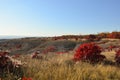 Cotinus coggygria tree. Smoketree Royalty Free Stock Photo