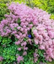 Cotinus coggygria in Uckfield, East Sussex, UK Royalty Free Stock Photo