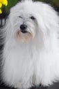 Coton de Tulear. Royalty Free Stock Photo