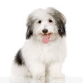 Coton de Tulear Royalty Free Stock Photo