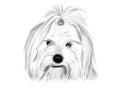 Coton de Tulear