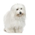 Coton de Tulear (5 years) Royalty Free Stock Photo