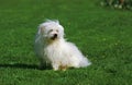 Coton De Tulear Dog, Adult Sitting On Grass
