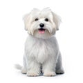 Coton De Tulear Dog isolated on white background