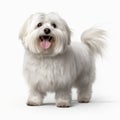 Coton De Tulear Dog isolated on white background