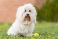 Coton de Tulear dog Royalty Free Stock Photo