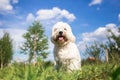 Coton de Tulear dog portrait