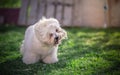 Coton de Tulear dog