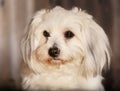 Coton de Tulear dog Royalty Free Stock Photo