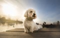 Coton de tulear portrait dog on dock Royalty Free Stock Photo