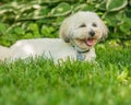 Coton De Tulear Terrier Puppy In The Sun On The Grass