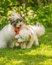 Coton De Tulear Terrier Puppy In The Sun On The Grass