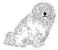 Coton de Tulear Royalty Free Stock Photo