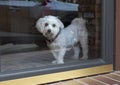 A Coton dog wistfully looking outside Royalty Free Stock Photo