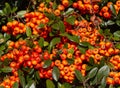 Cotoneaster