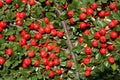 Cotoneaster Royalty Free Stock Photo