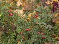 Cotoneaster deciduous shrub