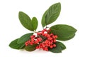 Cotoneaster branch with berries