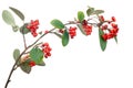 Cotoneaster branch isolated Royalty Free Stock Photo