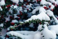 A Cotoneaster branch in thick snow, from which small green leaves and red berries are visible. Royalty Free Stock Photo