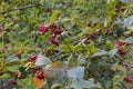 Cotoneaster bullatus