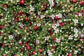 Cotoneaster bush background Royalty Free Stock Photo