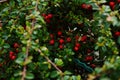Cotoneaster bush background. Red fruits and green leaves. Royalty Free Stock Photo