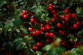 Cotoneaster bush background. Red fruits and green leaves. Royalty Free Stock Photo