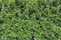 A cotoneaster bush for hedges with green young fresh leaves and buds in a park in summer Royalty Free Stock Photo